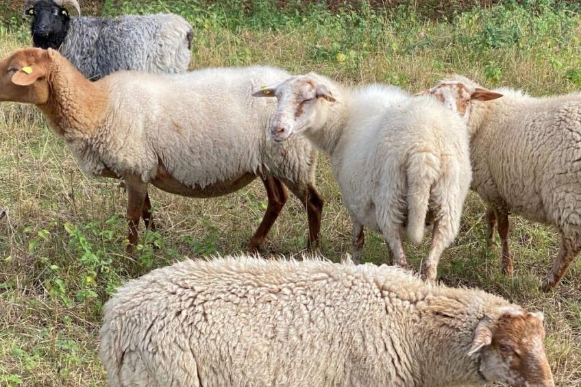 Taunustraum - foto 34