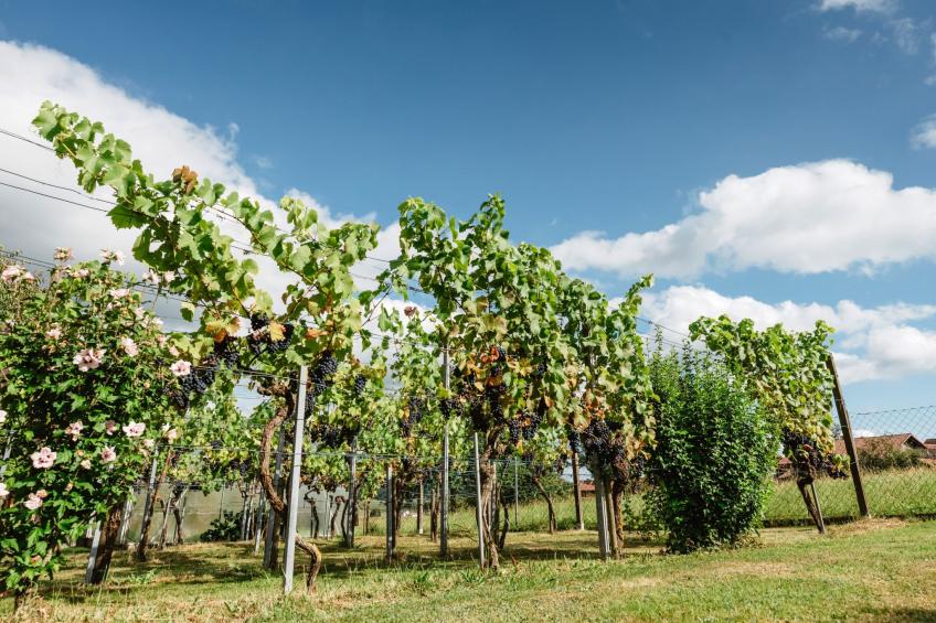 Ferienhäuschen 44 qm - foto 23