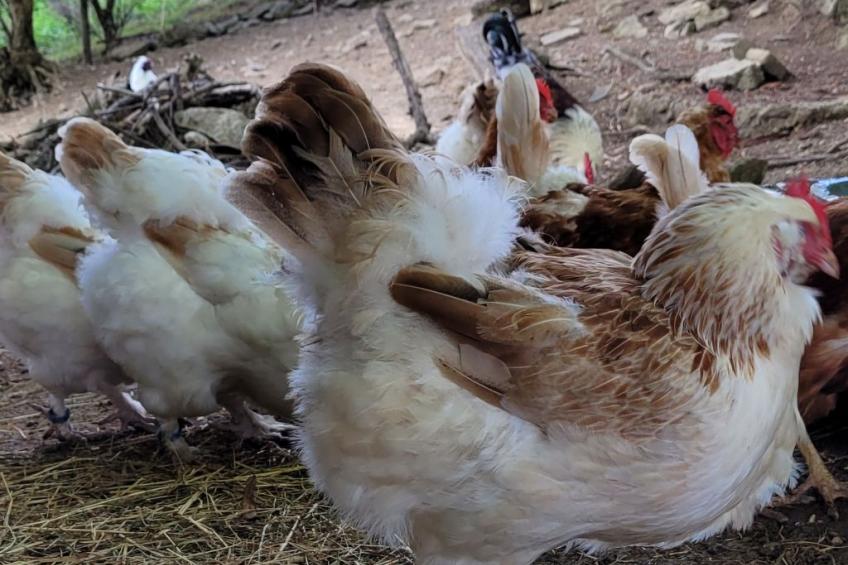 Chalet Staufenhof - foto 29