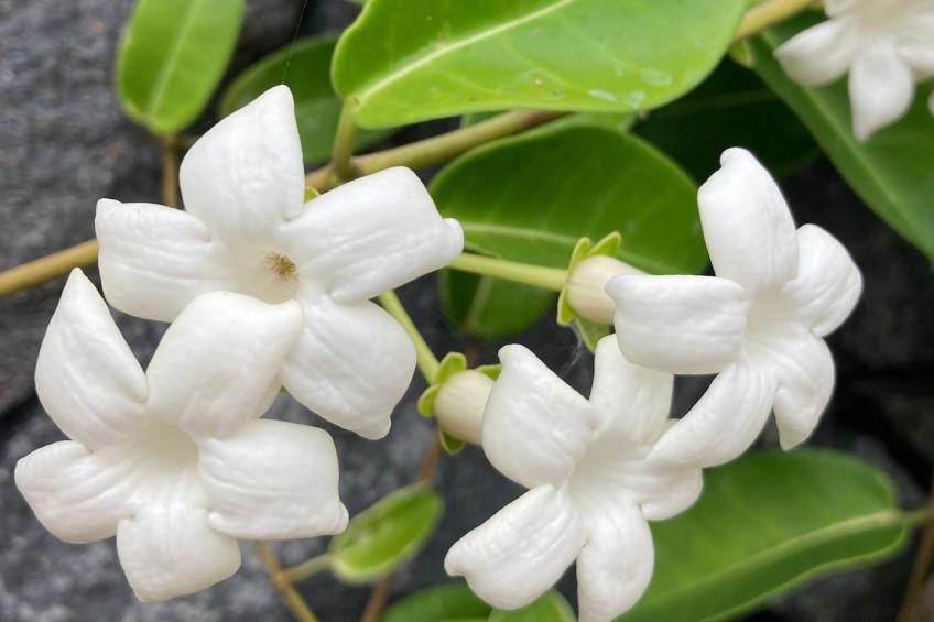 Komfortable geräumige Wohnung mit bester Aussicht 5p max - foto 25