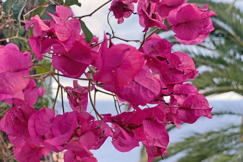 Villa Castillo Moro - foto 37