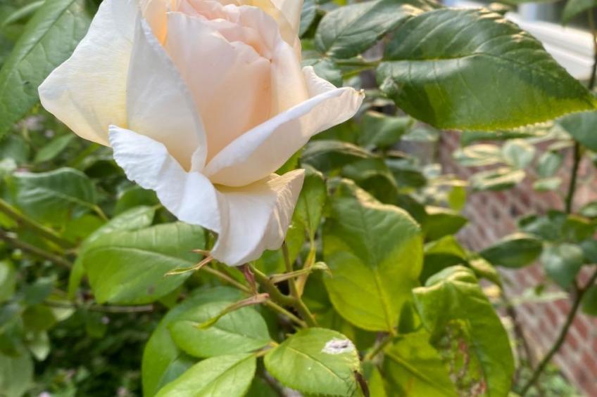 Altes Pastorenhus - foto 21