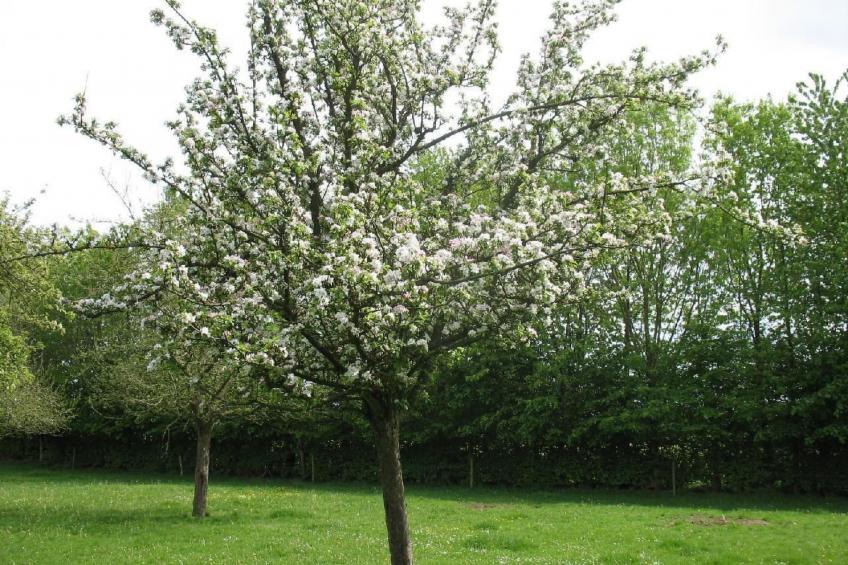Unterkunft auf dem Bauernhof "La printanière" (Die Frühlingsfrau) - foto 25