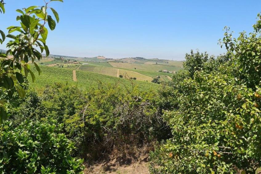Haus in einem Bauernhof zwischen Weinbergen 2 - foto 20