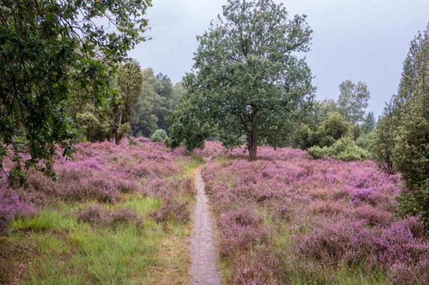 Vakantiepark Mölke 31 - foto 5