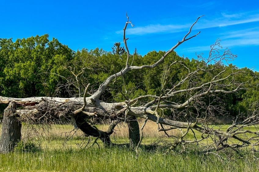 Boddenblick Klausdorf Am Nationalpark - foto 32