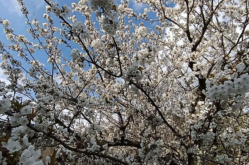 Chalet 'Perle des Höhenweges' - foto 11