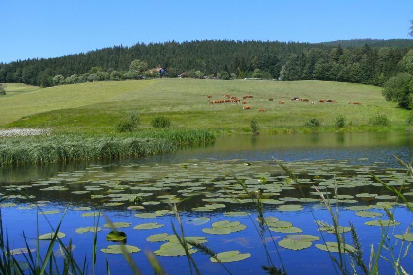 für 4 Personen im Bayerischen Wald - foto 23