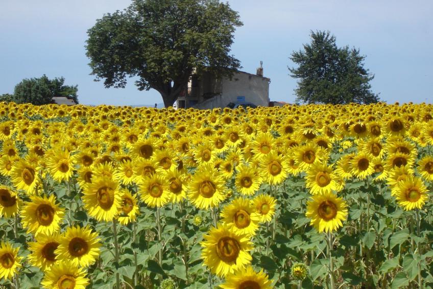 im Luberon Provence - foto 14