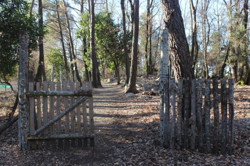 Kirschbäume, eine Oase im Wald zwischen Meer und Natur - foto 11
