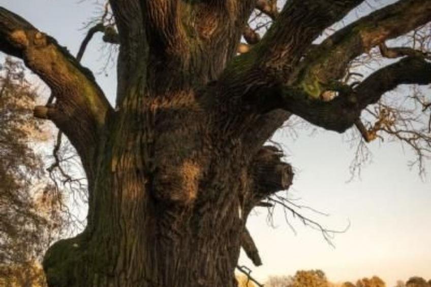 mit Fasssauna - foto 11