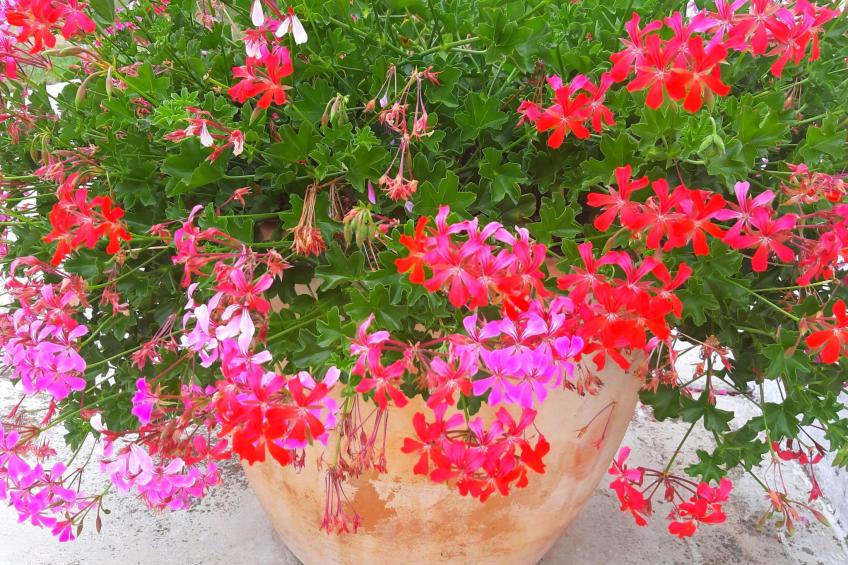 Romantische Villa mit weitläufigem Garten - foto 49