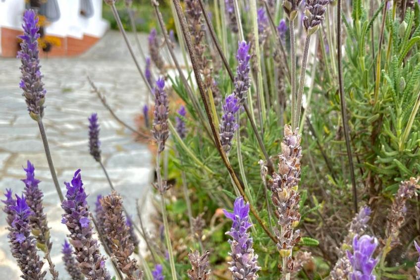 Casa Uliveto - foto 22