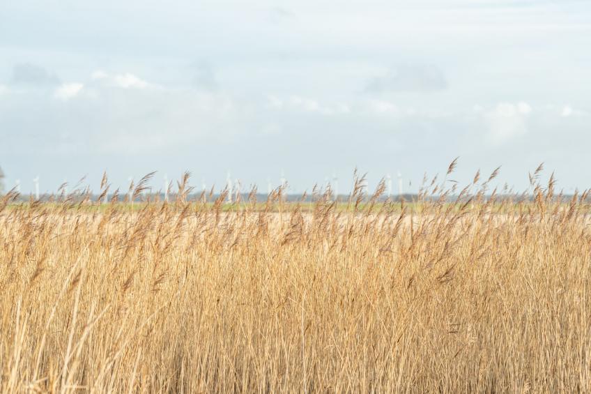 Dein zweites Zuhause an der Nordseeküste - Sauna - foto 30