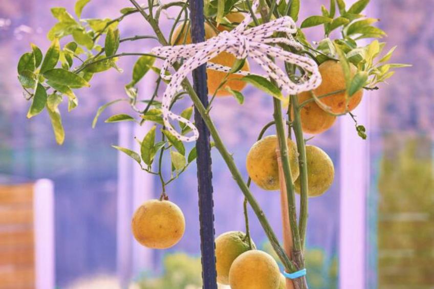 mit Terrasse - foto 57