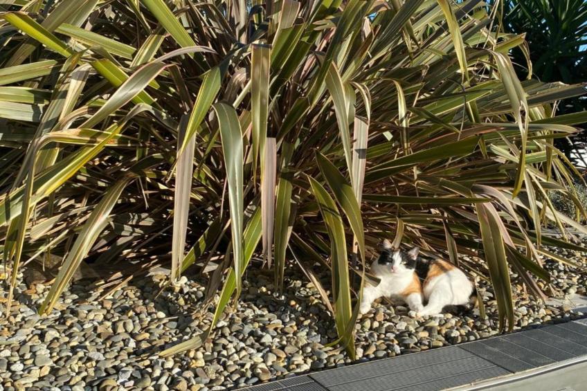 Les Collines Iduki 1 - foto 16