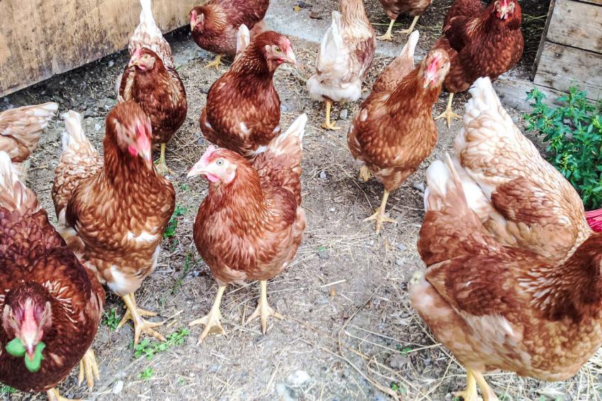 Almchalet Zillertal - foto 17