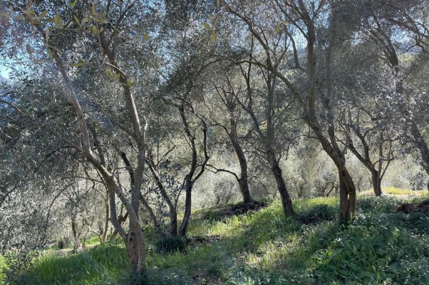 CASA SISSI, Sehnsuchtsort zwischen Olivenhainen - foto 20
