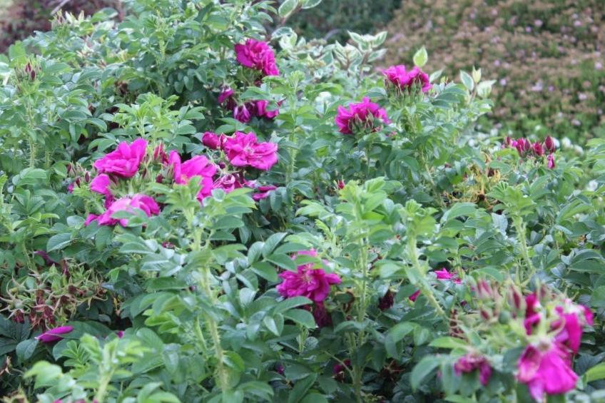 Appartement in Mastershausen mit Terrasse, Garten und Grill - foto 27