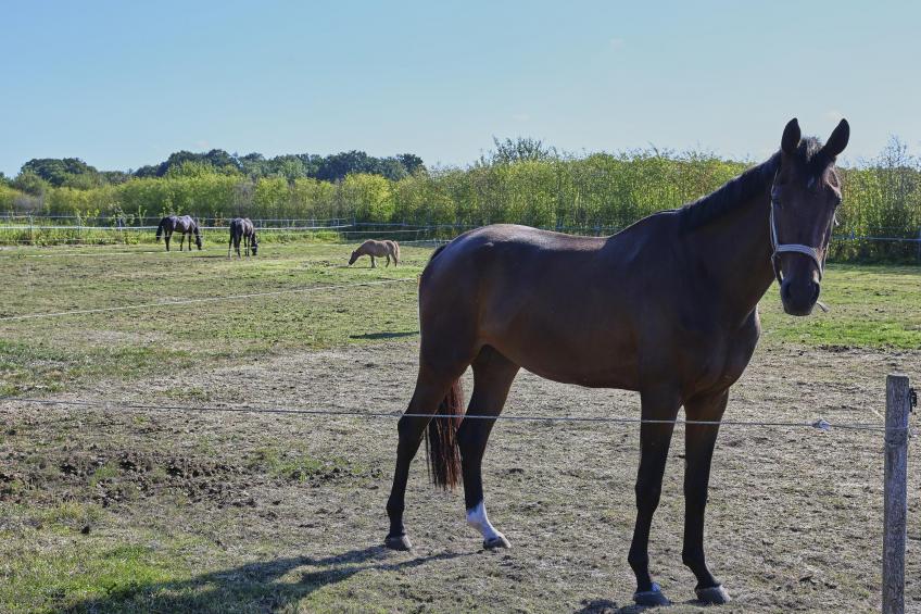 De Rouwenbogt - foto 12