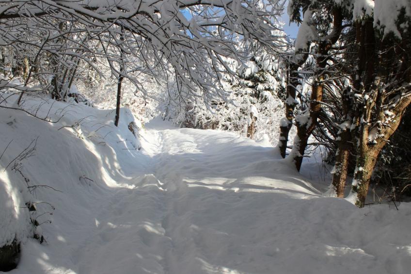 Haus Maria Hochschwarzwald, Garten umzäunt, Waldrand, Hunde willkommen - foto 22