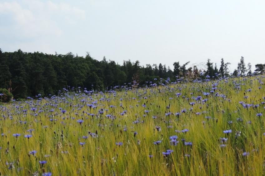 Ederseeblick in Bringhausen am Edersee - foto 26