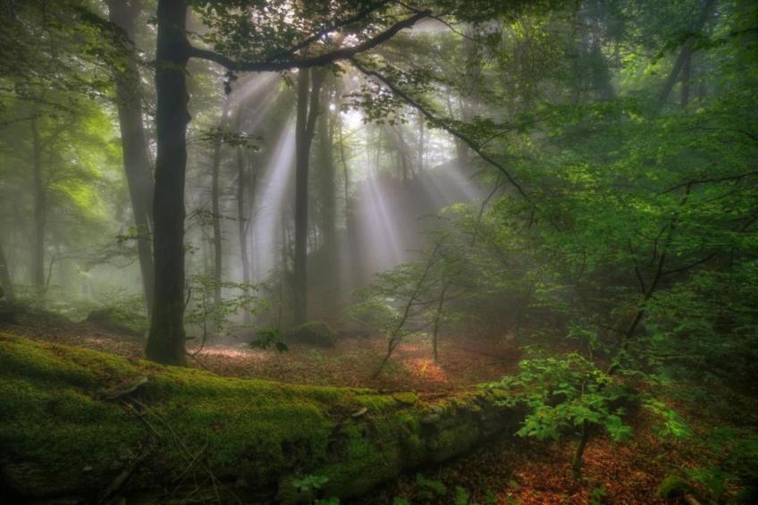 Resort Echternacherbrück 1 - foto 33