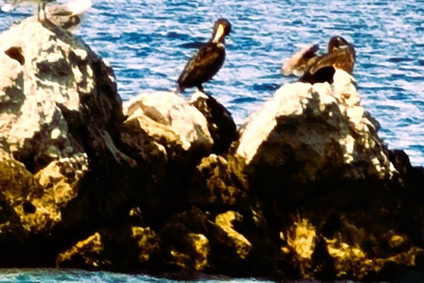 Tolle Wohnung in Drašnice mit Schönem Garten - foto 48