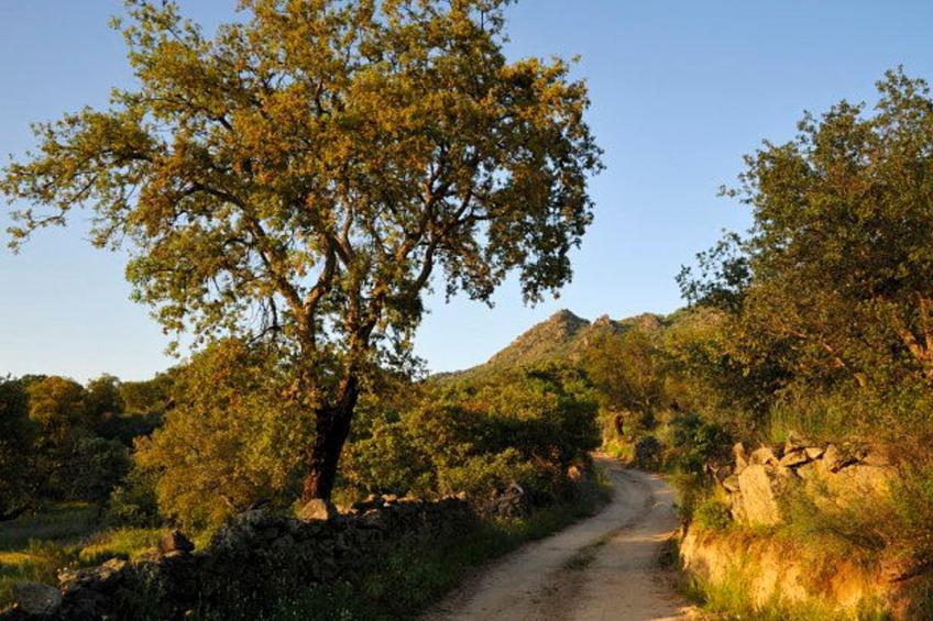 Das Cortijo auf der Finca al-manzil - foto 26