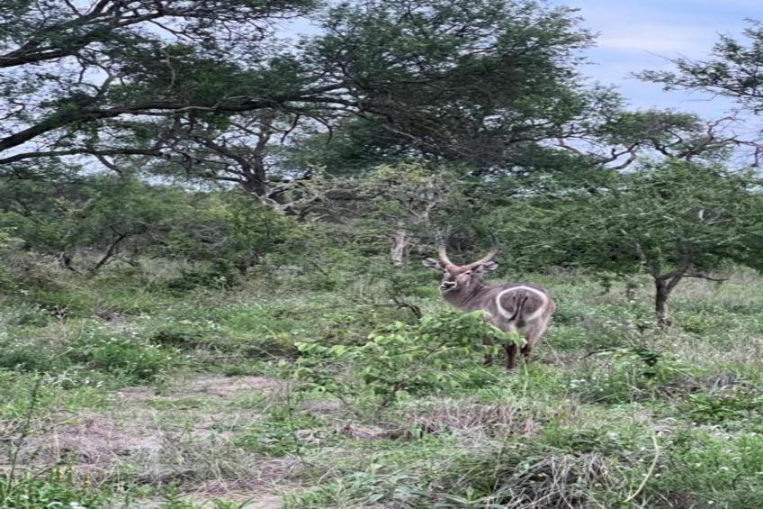 Villa Monkey House nr 1274 - foto 40