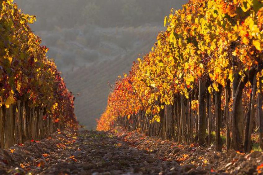 La Foresta - foto 52