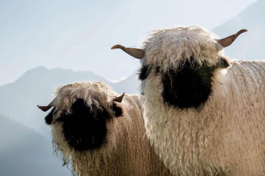 Wollhaus Oberzwirgi - foto 22