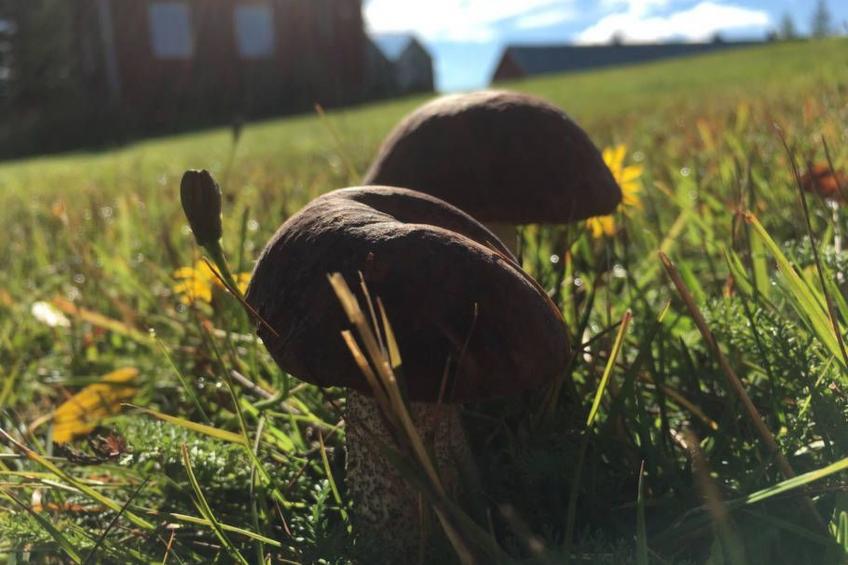 mit Garten, Grill und Terrasse - foto 36