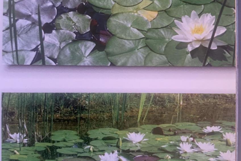 Gartenstudio "Belle Vue" - foto 4