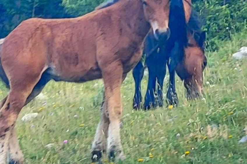 Villa "Haus mit pool" mit eigenem Pool - foto 28