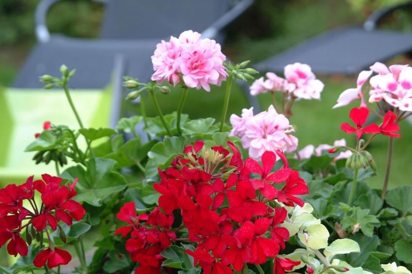 Apartment Le Jardin mit Privatparkplatz - foto 27