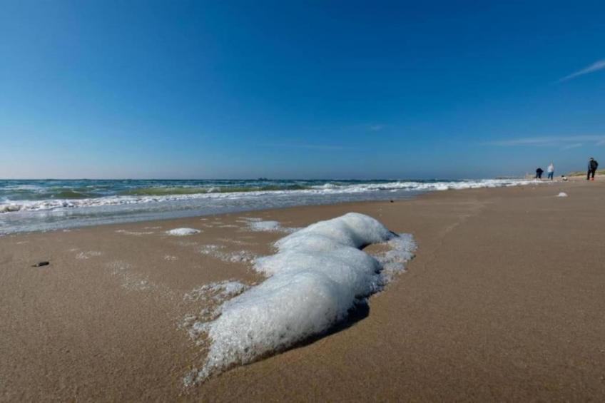 Campanula 171 - foto 29