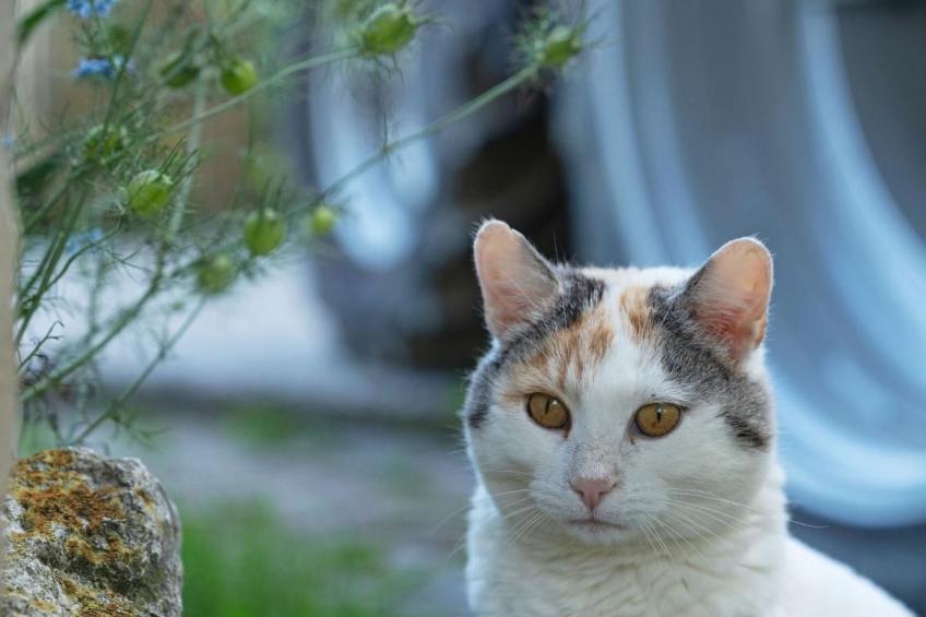 Eggenhof Ferien - foto 15
