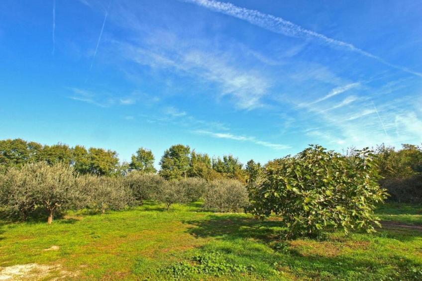 Kajfes A4 - One Bedroom Apartment with Terrace - foto 27