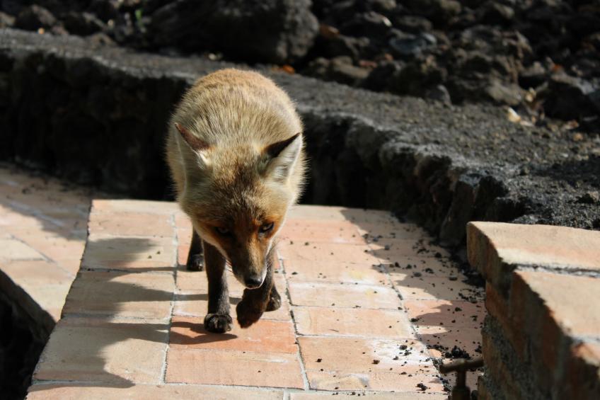Mathilde's Chalet Naturhaus - foto 15