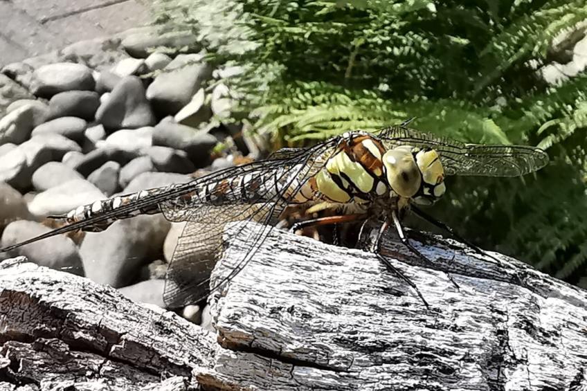 Jägerhaus - foto 45