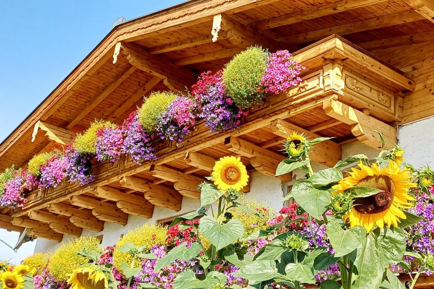 Ferienwohnung am Bio-Bauernhof - foto 24