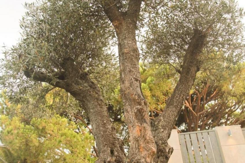 in Almancil mit Garten, Grill und Terrasse - foto 28