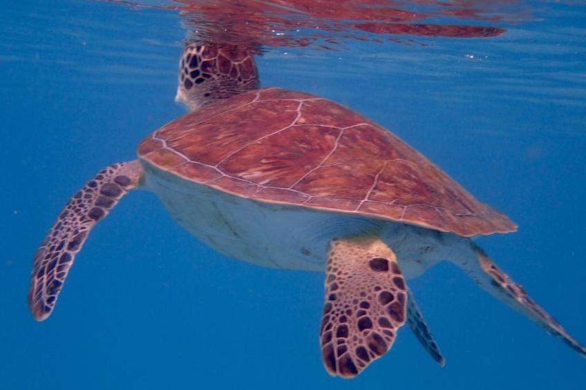 Wohnung in Cas Grandi mit Schönem gemeinsamem Pool - foto 33