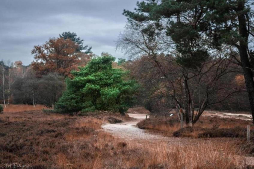 Hulshorsterhout - foto 29