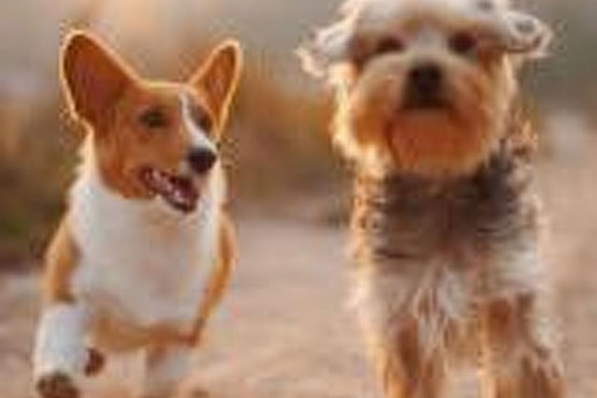 Haus freistehend Sonne Bett 160cm Patio billig - foto 3