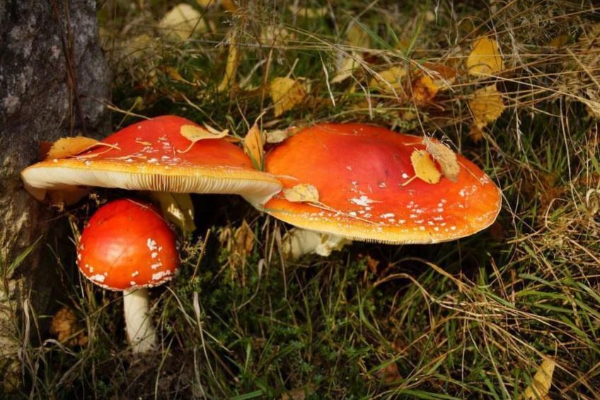 Wiesengrund - foto 13