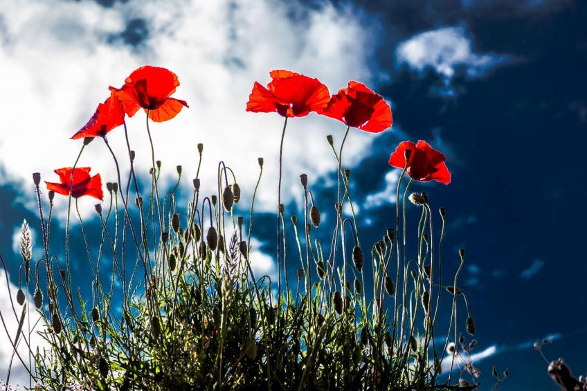 für 8 Personen in Agia Pelagia, Kreta - foto 40