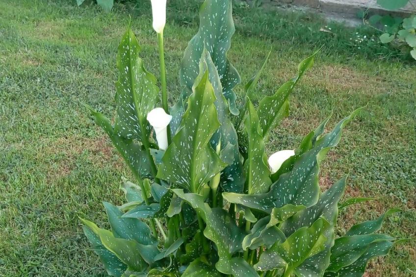 Ländlicher Tourismus - foto 7