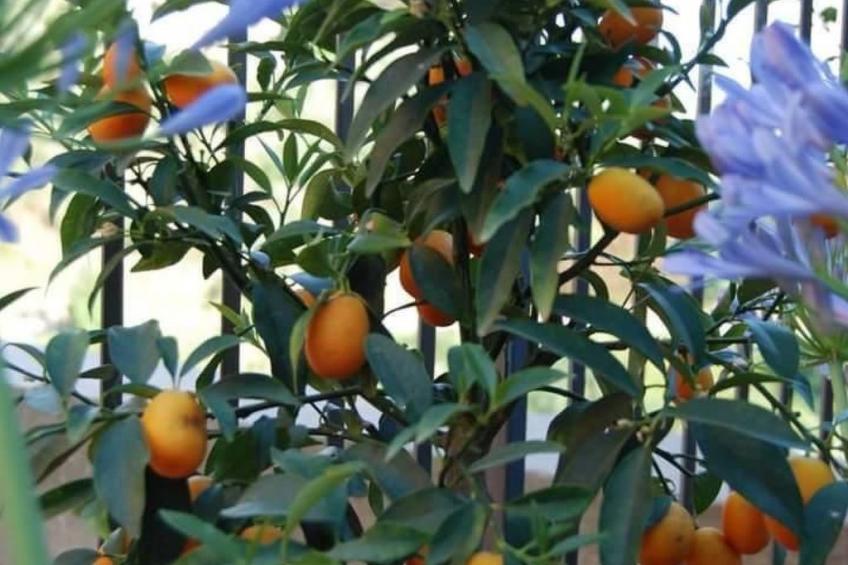 Wohnung 'The Grapefruit' mit Whirlpool - foto 18